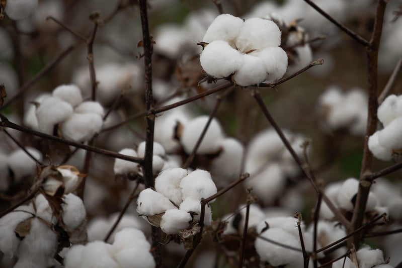 Preços do algodão em pluma oscilam