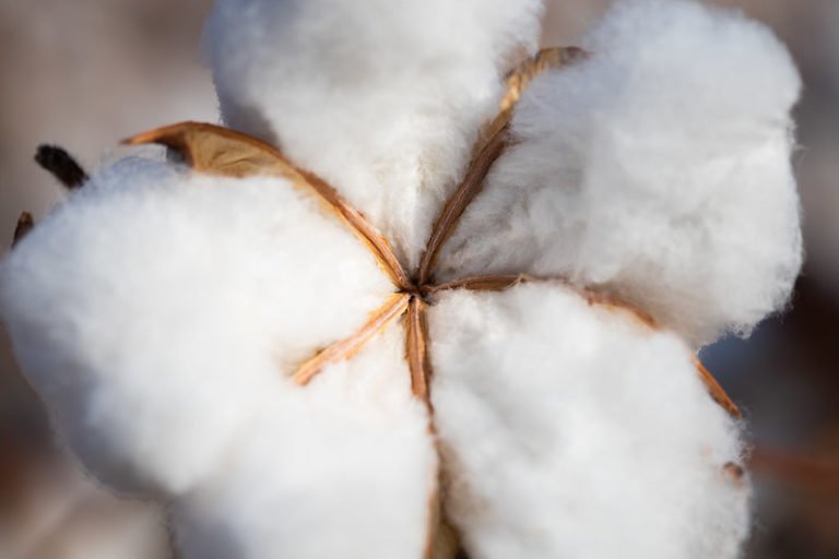 Cotação do algodão apresenta alta. Foto: Wenderson Araujo