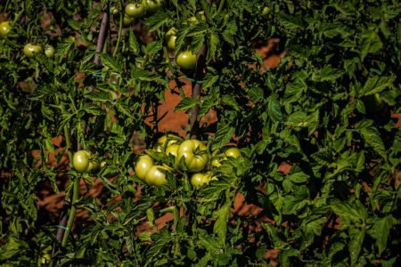 Hortaliças e frutas mantém preços em alta