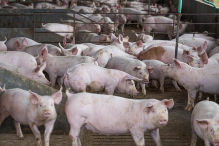 Alemanha confirma surto de peste suína africana