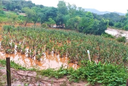 Minas perde 119 mil hectares de lavouras por causa das chuvas