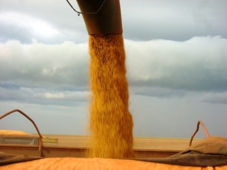 Soja: desvalorização no mercado