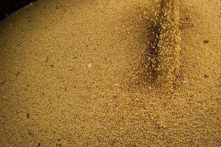 Soja: menor demanda baixa preços