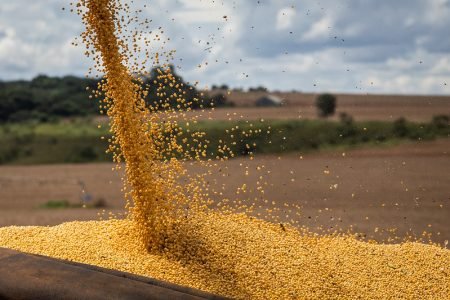 Preço da soja estabiliza em R$ 204,00