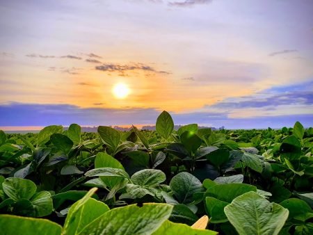 Atenção agricultor familiar: mais R$ 2,8 bi do Pronaf
