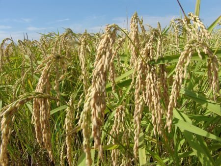 Arroz gaúcho sobe mais de 10%