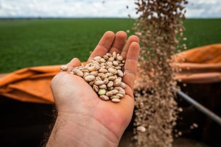 Veja o zoneamento agrícola do feijão