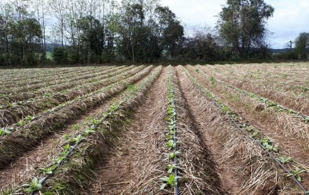 Tabaco: mais cultivo conservacionista para proteger o solo