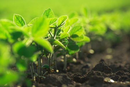 Mercado de sementes de soja cresce 40%