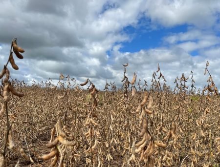 Embrapa lança primeiras cultivares de soja Xtend
