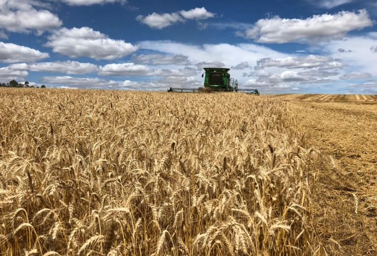 Trigo compõe apenas 14,23% do preço final do pão francês