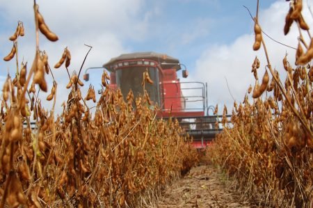 Soja: comercializações das safras 2021/22 e 2022/23 avançam no MT