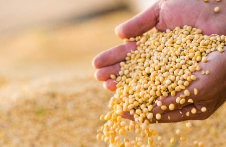 Soja 2022/23 já está 12% comercializada