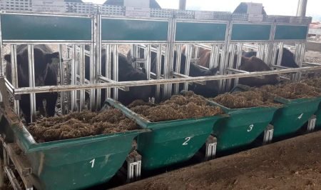 Inicia a avaliação na Prova de Eficiência Alimentar Angus