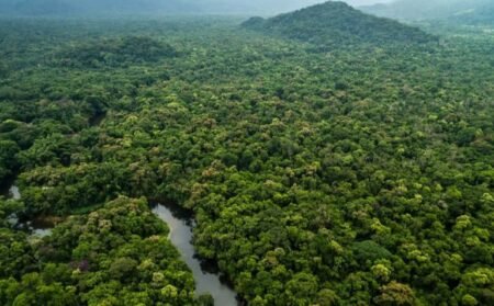 Edital para concessão da Floresta Nacional de Humaitá, no Amazonas