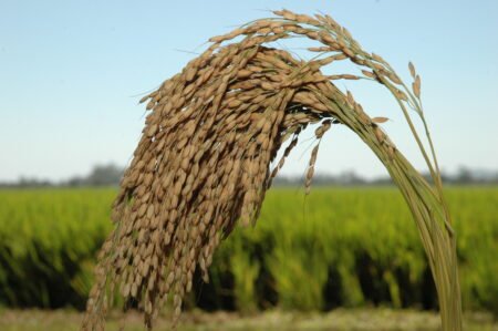Santa Catarina colhe 1,25 milhão de toneladas de arroz