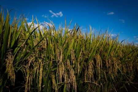 Arroz: preços em julho (levemente) superiores no RS
