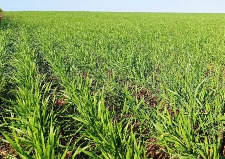 Clima favorece plantio e desenvolvimento do trigo no RS