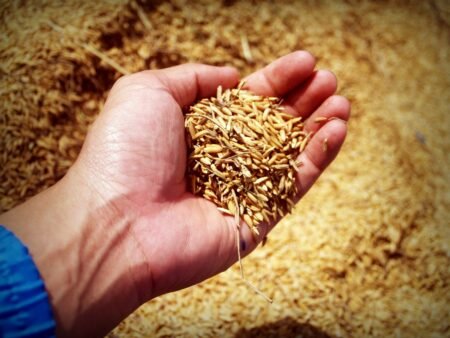 Com pouco giro por aqui, arroz foca nos embarques