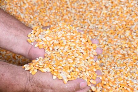 Produção agropecuária do Brasil alimenta 1 bilhão de pessoas no mundo