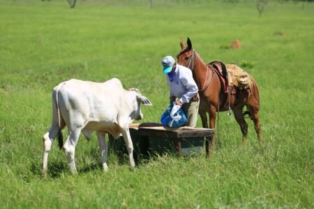 Qual melhor cocho para sua fazenda?