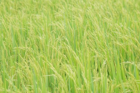 Arroz: boa demanda interna e externa garante preços firmes