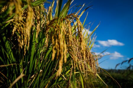 Arroz em ótima fase: dólar alto, cotações e exportações avançam
