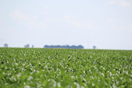 Soja: mais área, mais produtividade e produção 21% superior