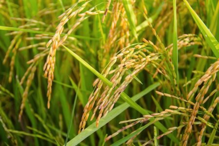 Arroz: ano com alta nas cotações e embarques volumosos