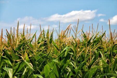 Milho: Ucrânia produz menos e Brasil pode se beneficiar