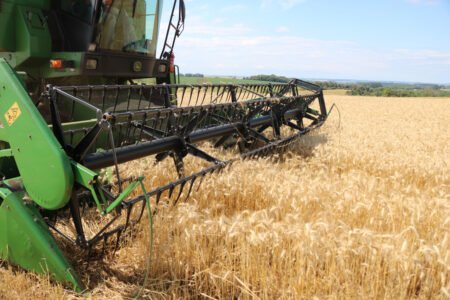 Boa notícia aos produtores gaúchos: lavouras de inverno com melhores produtividades