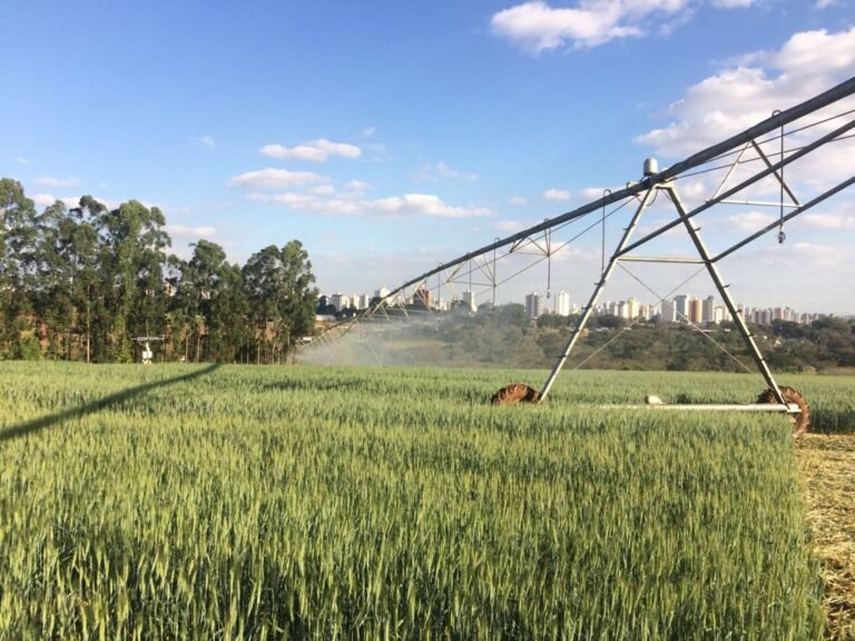 Estudo avalia manejo da água do trigo irrigado