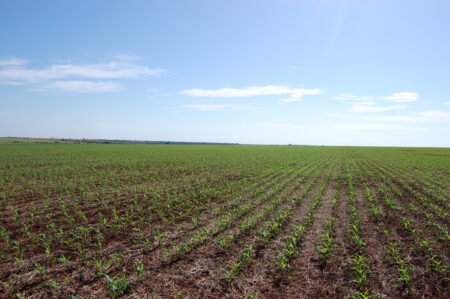 Chuvas no MT seguem atrasando o plantio da safrinha de milho