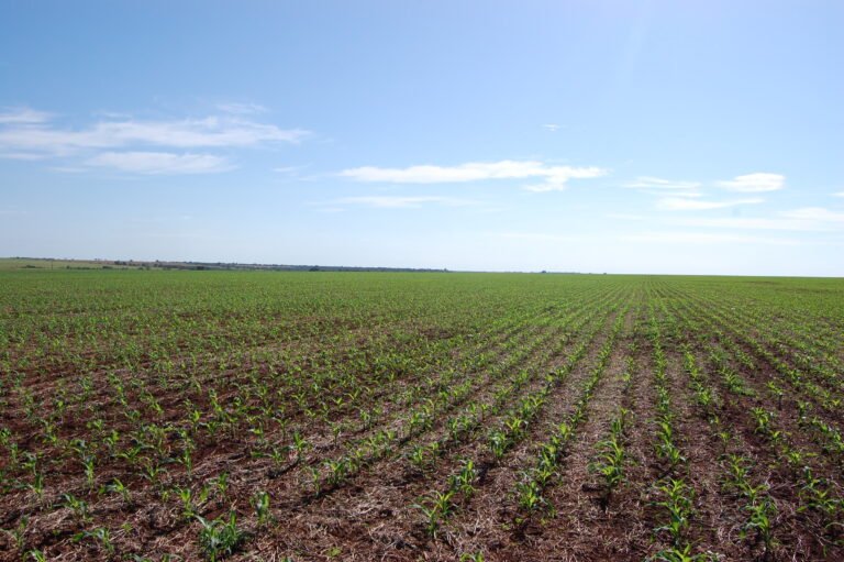 Chuvas no MT seguem atrasando o plantio da safrinha de milho
