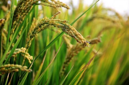 Demanda aquecida sustenta as cotações do arroz
