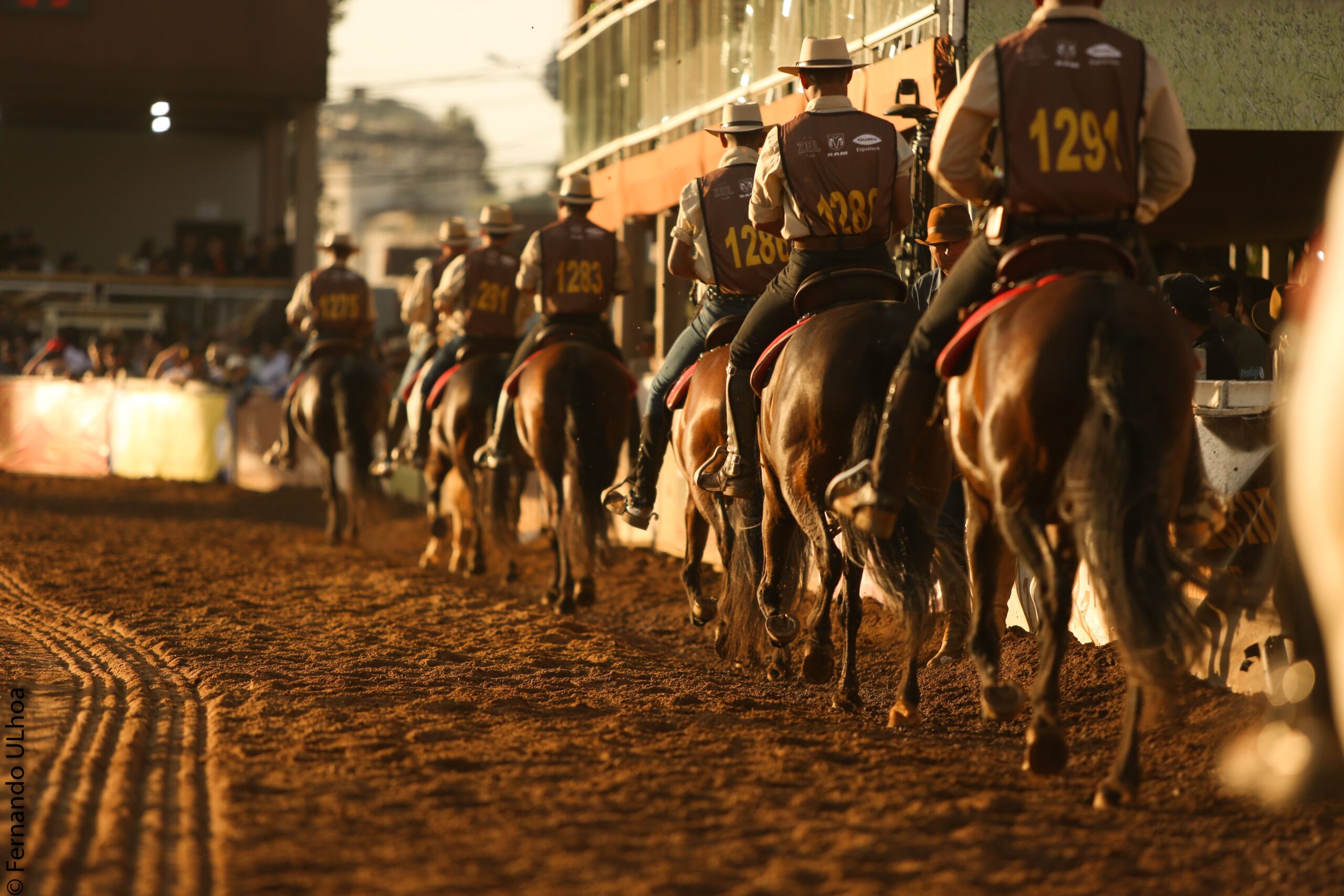 Cavalos: criação movimenta o agronegócio brasileiro