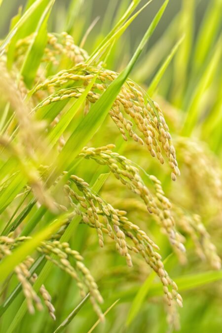 Arroz: boa demanda mantém trajetória de alta