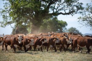 Foto: Divulgação Fazenda Esperança