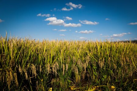 Arroz segue subindo e se aproxima de R$ 100/saca