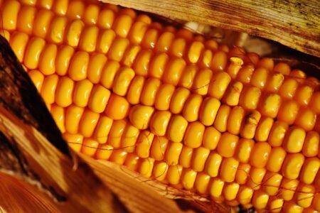 Produtores de milho seguem cautelosos na comercialização e estoques encolhem