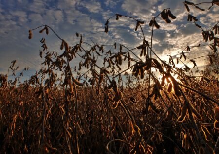Soja: apesar do clima, Brasil ainda pode bater recorde de produção