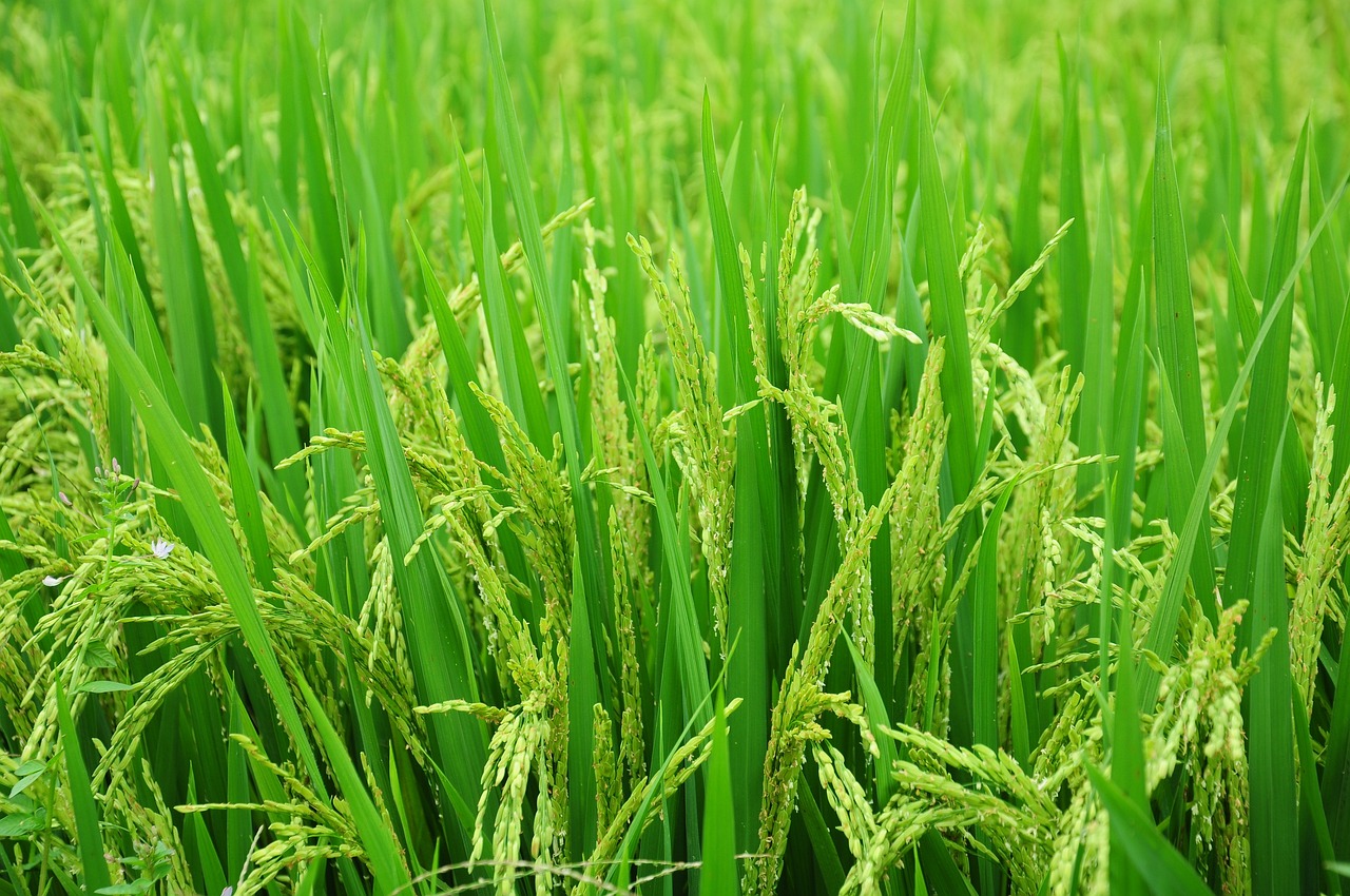 Cenário do arroz: preços recordes e mercado segue muito cauteloso