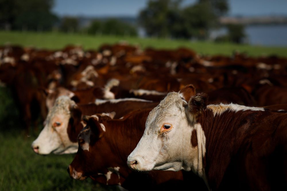 Recuos do boi gordo e frigoríficos de alguns estados enfrentam dificuldades na compra