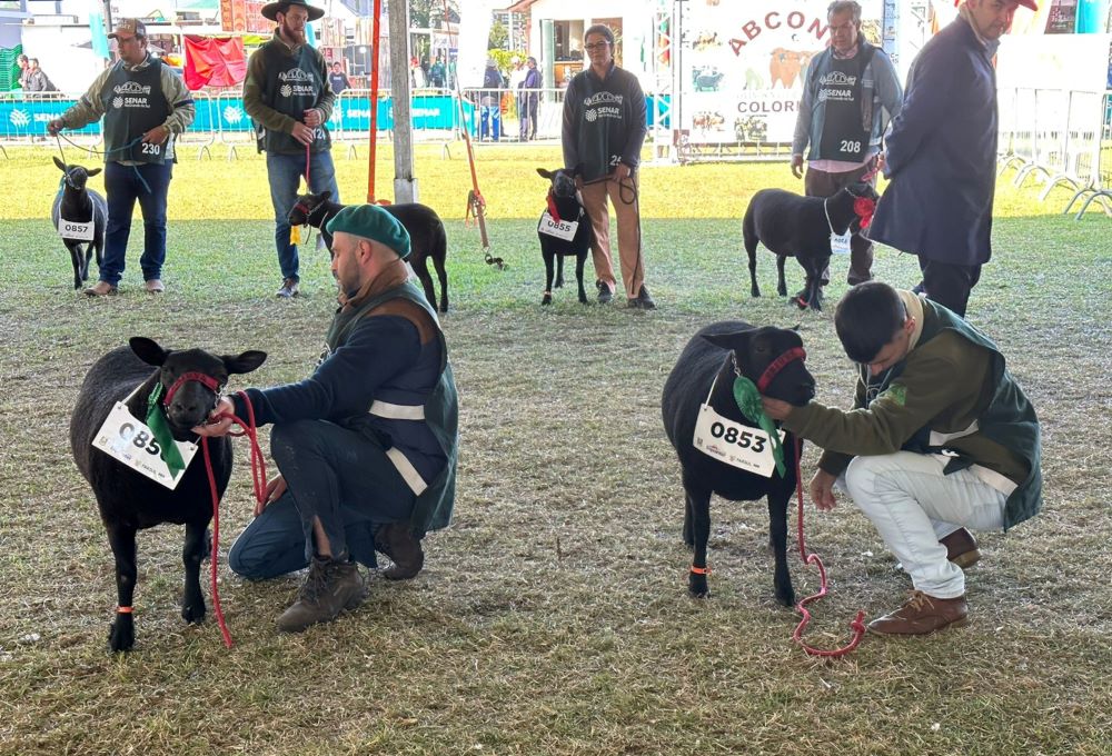 Mais de 870 ovinos estarão em pista na Expointer 2024