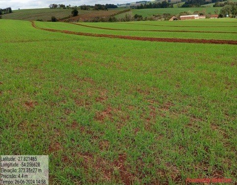 Plantio do trigo no Rio Grande do Sul chega a 69%