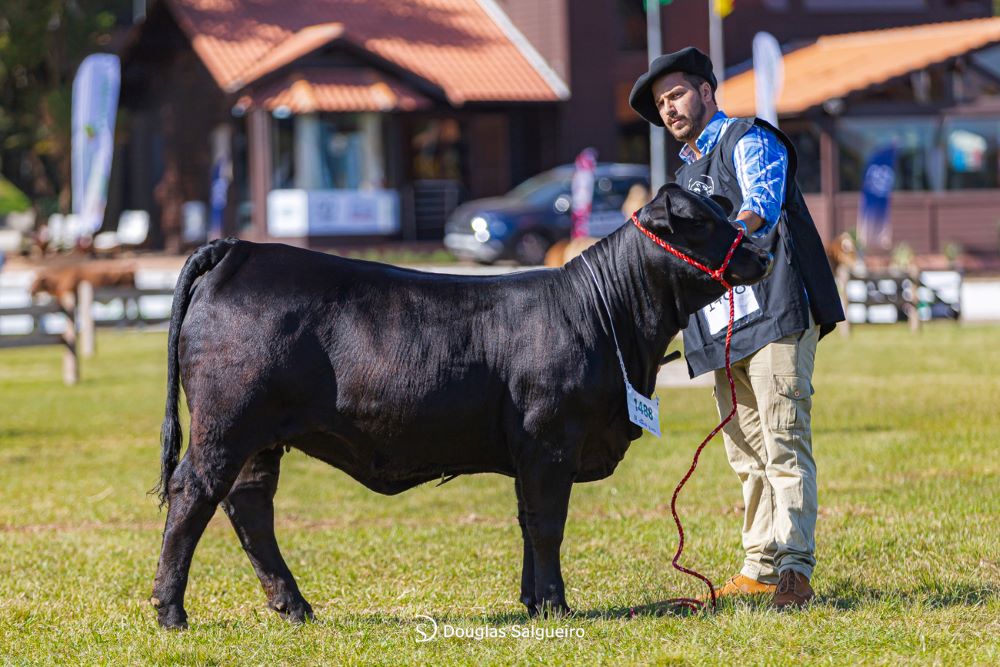 Associação de Brangus vai definir na Expointer a sede brasileira do Congresso Mundial