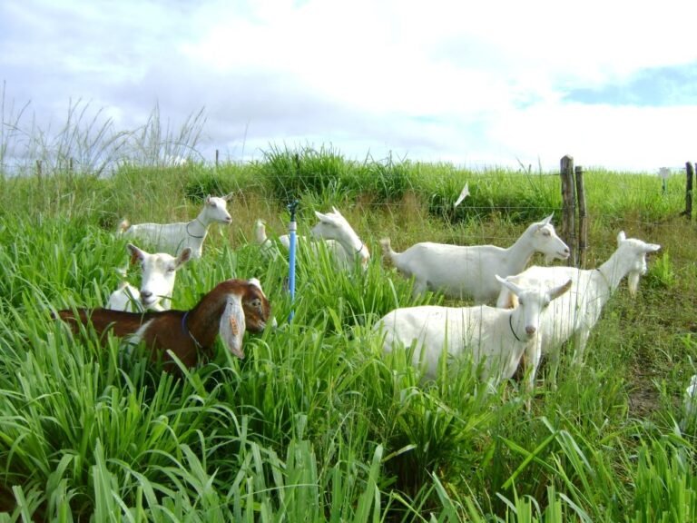 Uma centena de novos mercados ao agro brasileiro em 2024