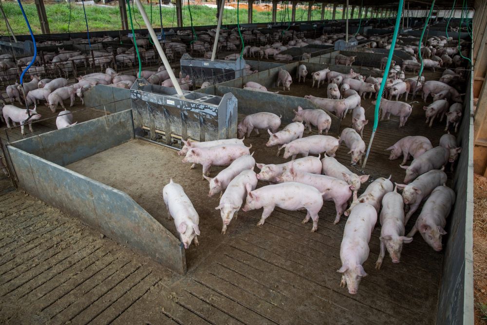 Exportação mensal recorde de carne suína