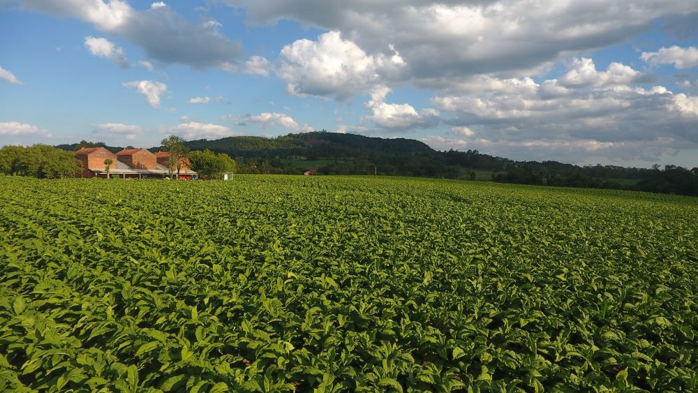 Exportações de tabaco em receita vão aumentar 25% em 2024