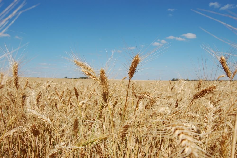 Cotações do trigo tiveram queda de 25% em um ano